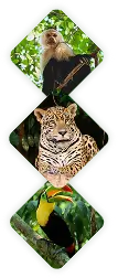 wild life amazonas